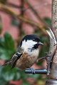 Coal Tit