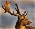 Stag: Interrupted