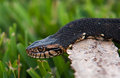 Snake in the Grass