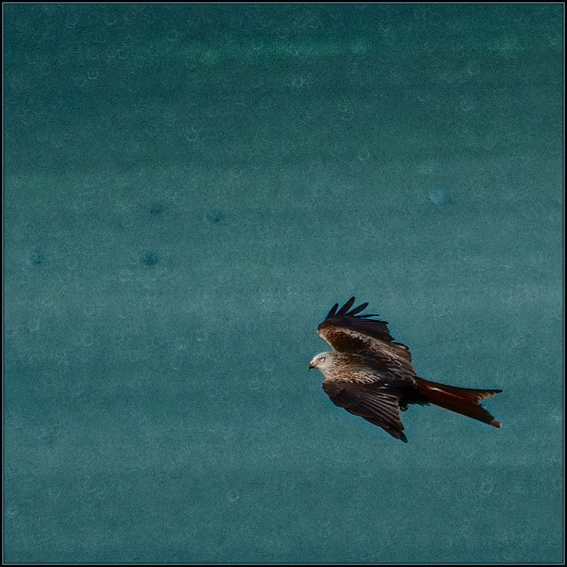 Flight of the Red Kite