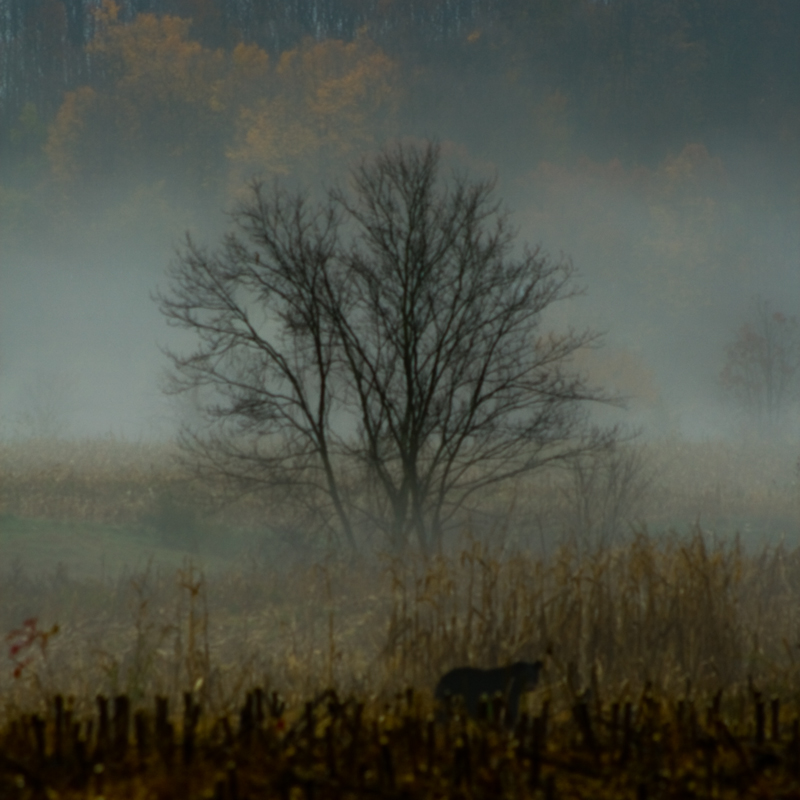 Misty Morning Meeting