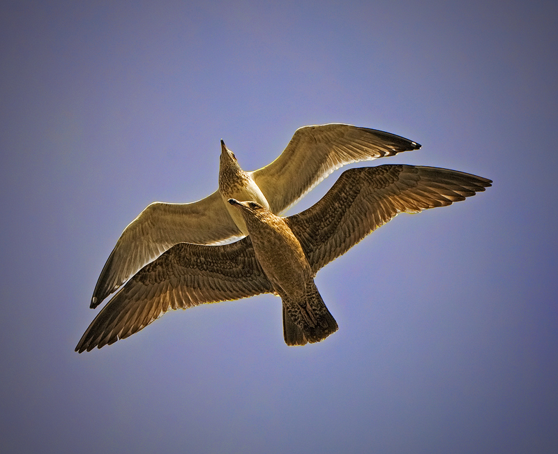Herring Gulls, Orchard Beach