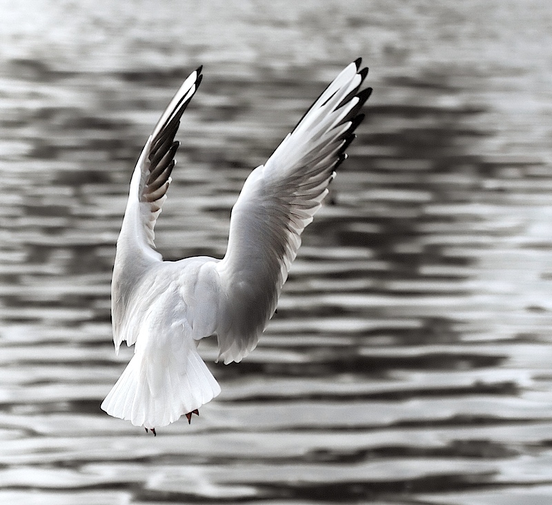 Upon the wing