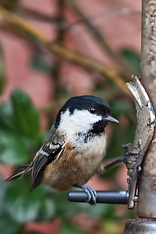 Coal Tit