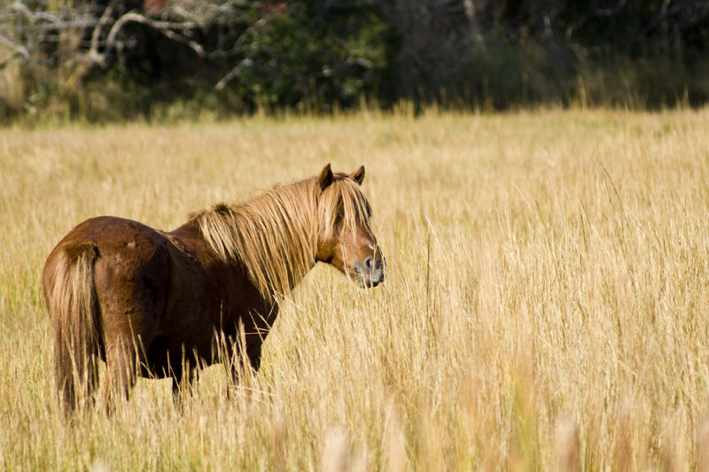 Assateague Life