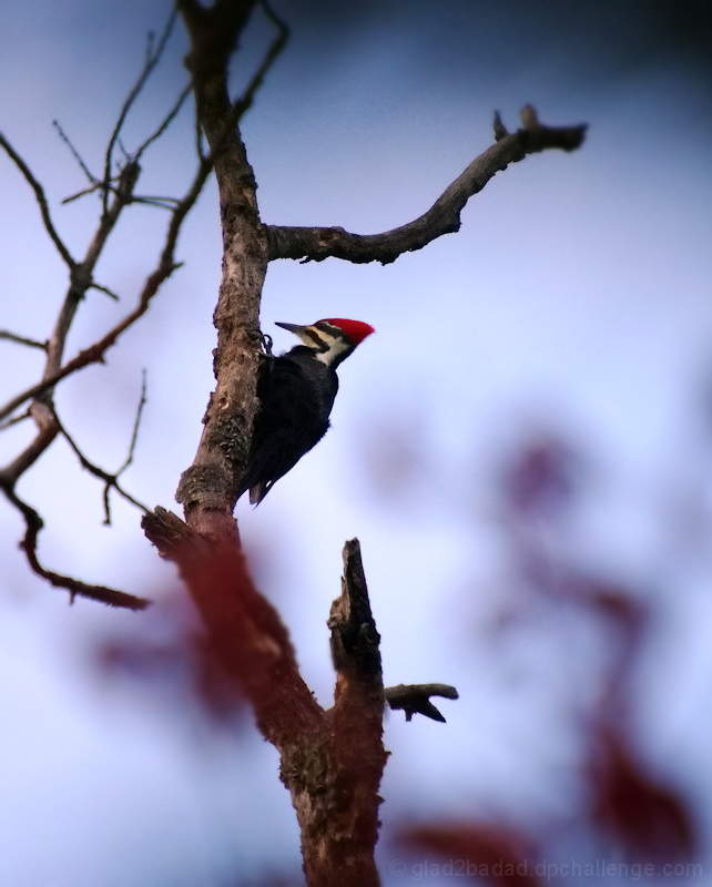 Pileated Woodpecker