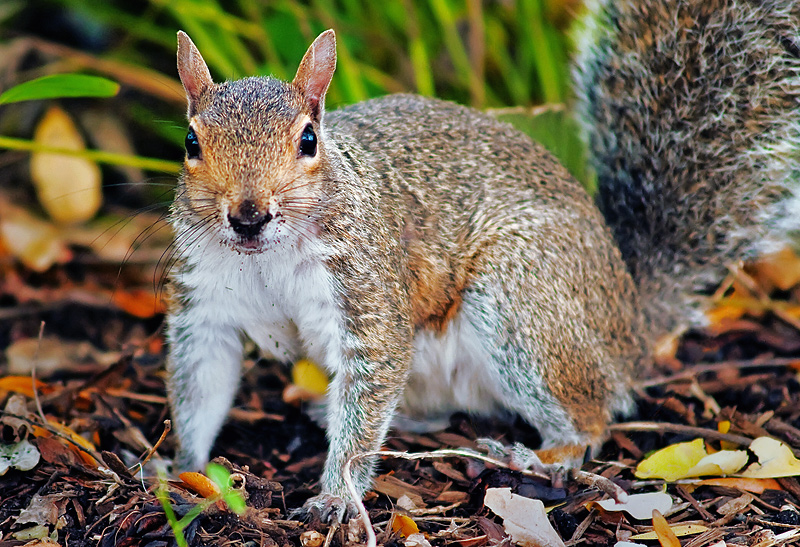 OK - Who Stole My Acorn?