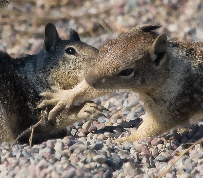 Territorial Dispute