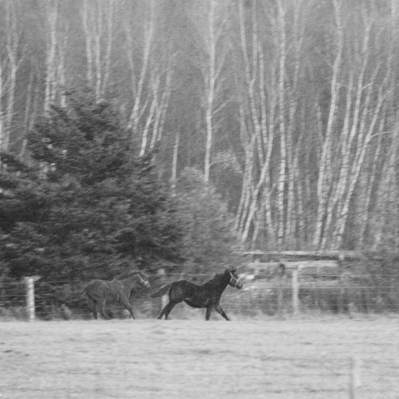 Galloping pair