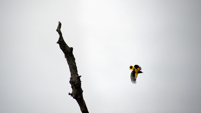 Oriole against grey sky