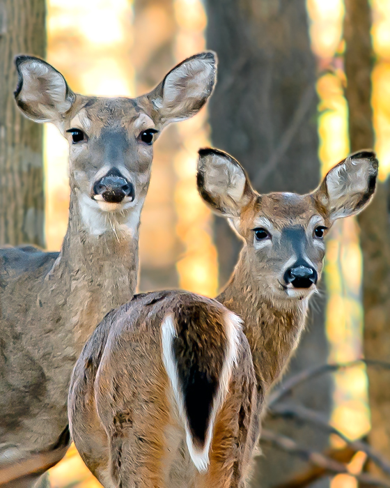 Autumn Morning Whitetails