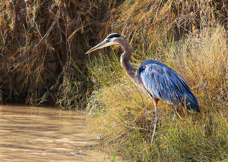 Great Blue Heron of the Bosque
