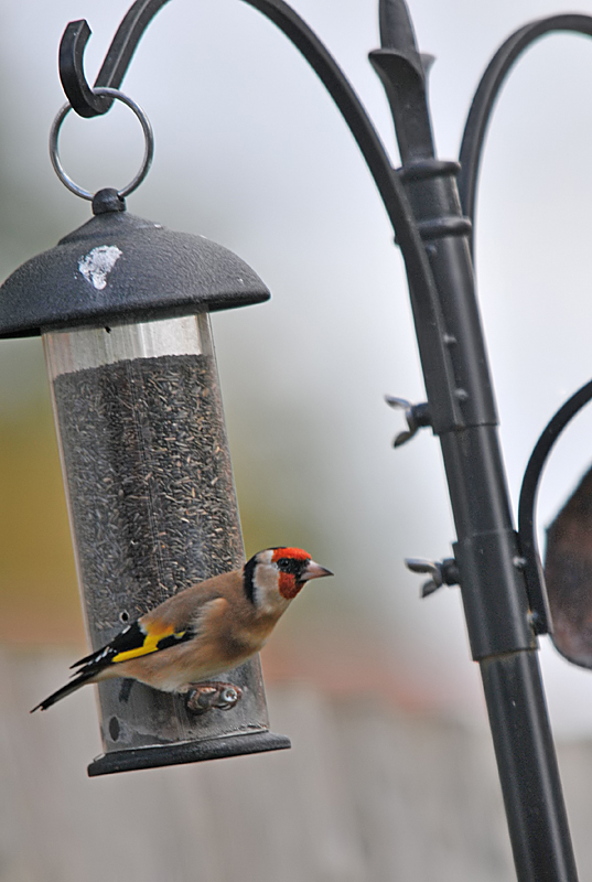 Goldfinch with Niger Seeds