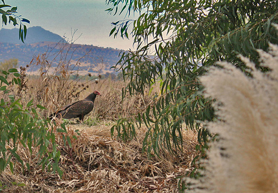 Fallrise Buzzard