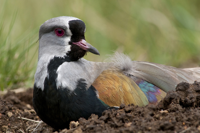 Andean Lapwing