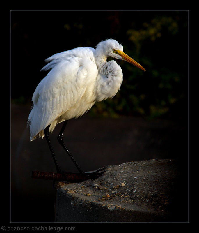 Morning Egret