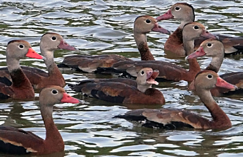 One In Every Crowd