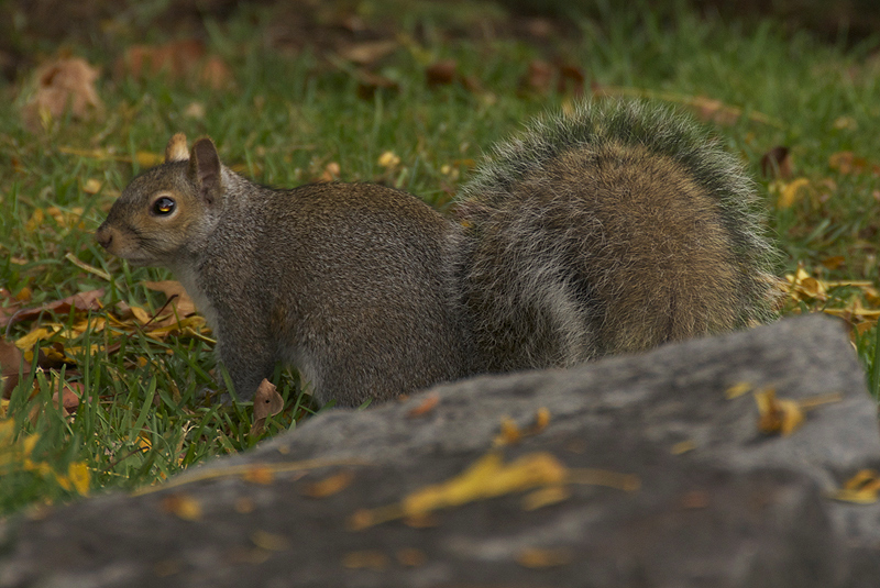 RoboSquirrel!