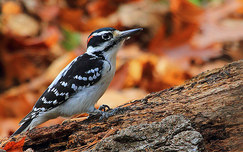 Wood Pecker