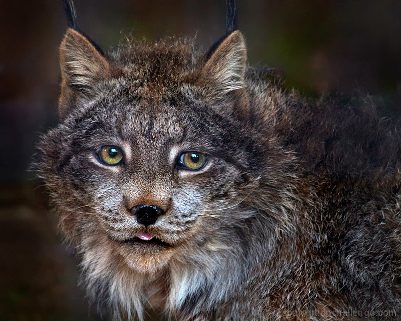 Canada Lynx on Alert