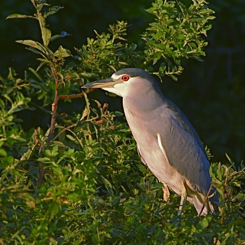 Black Crowned Heron 