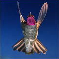 The Conductor of Hummer Air Orchestra