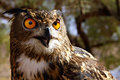 Owl Eyes