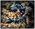 Bull Ants - A Territorial Dispute