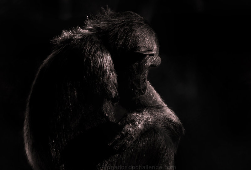 Captive