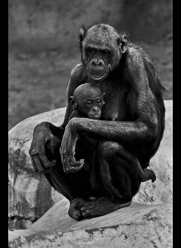 Protective Primate