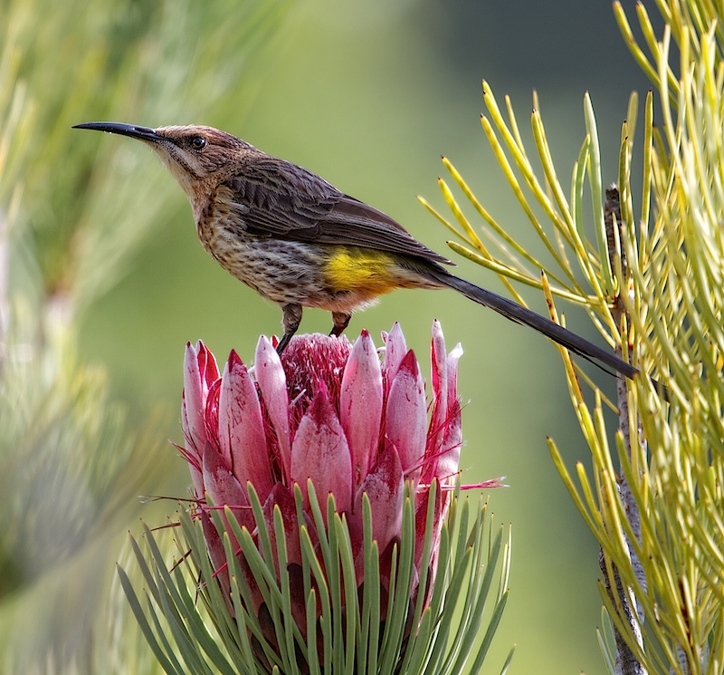 Sugarbird on Protea