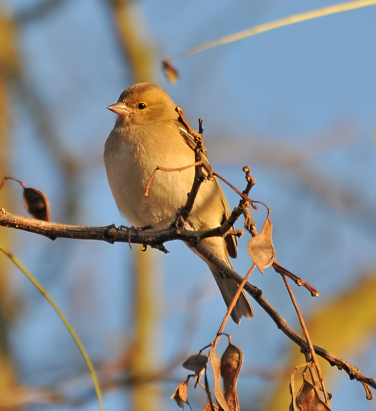 Female Chaffinch in evening sunshine