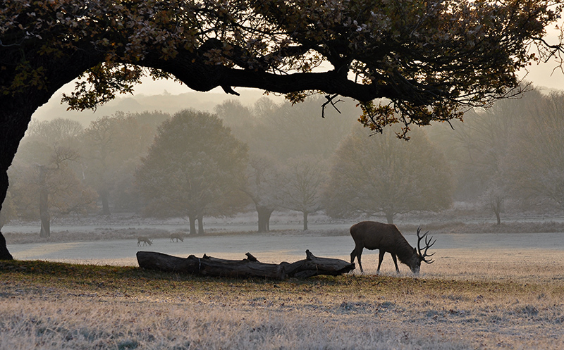 Deer in Richmond Park