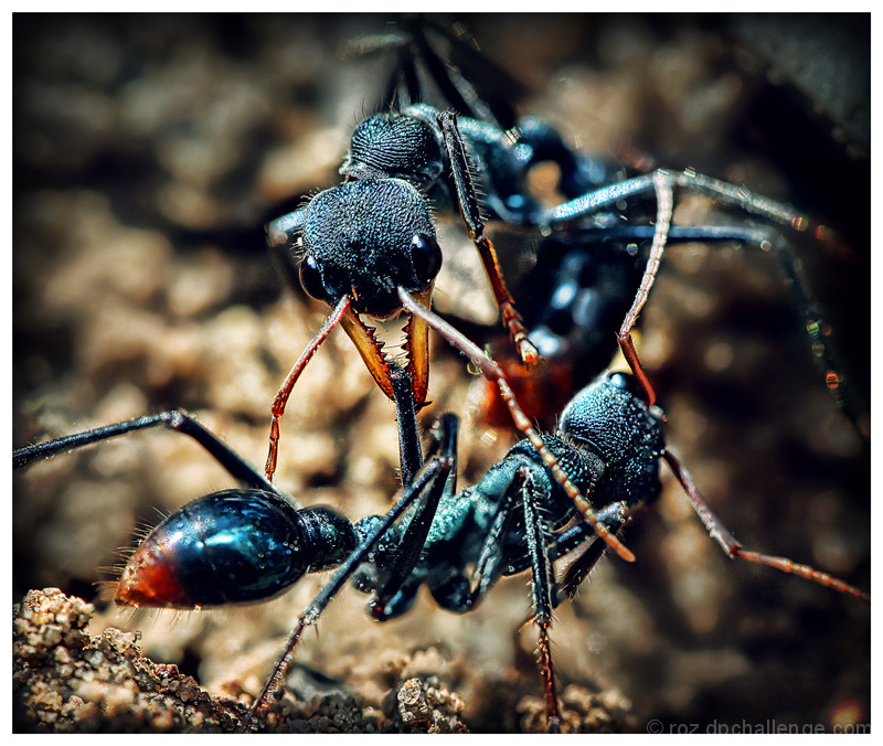 Bull Ants - A Territorial Dispute