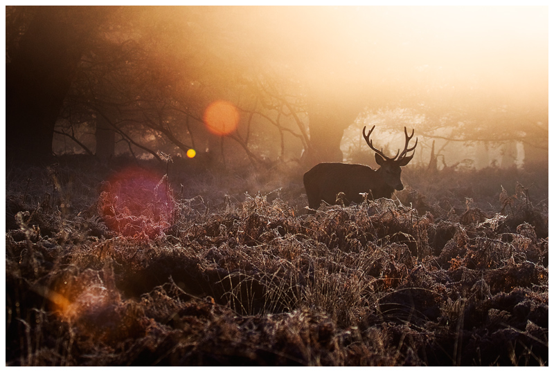 Magical Forest