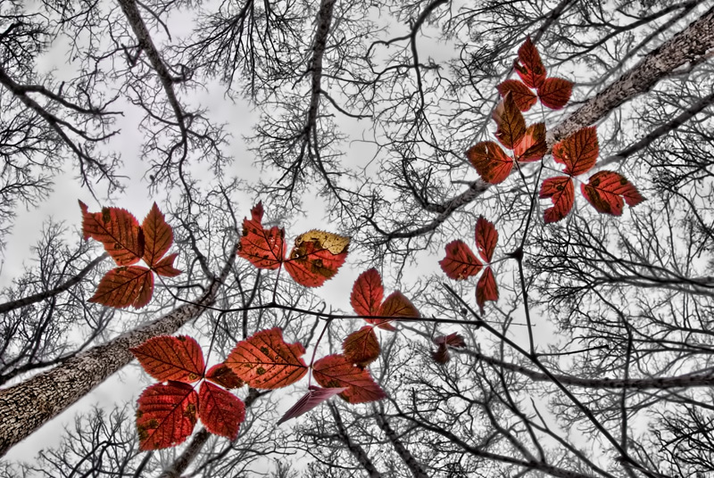 Red on a Gray Day