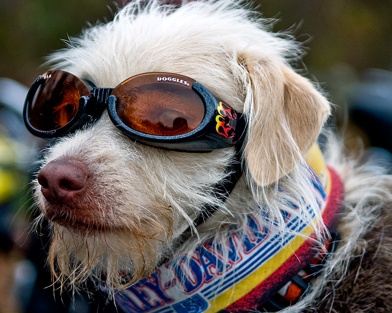 Doggles