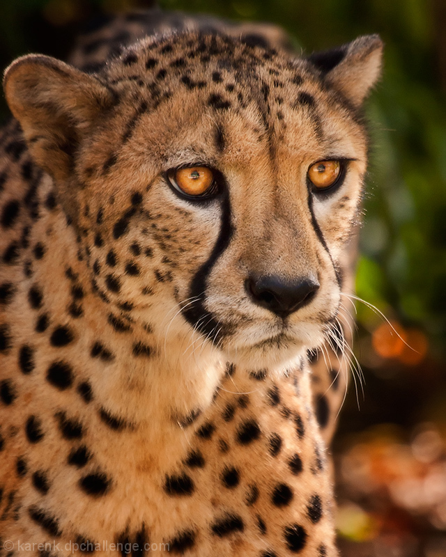 The Cheetah