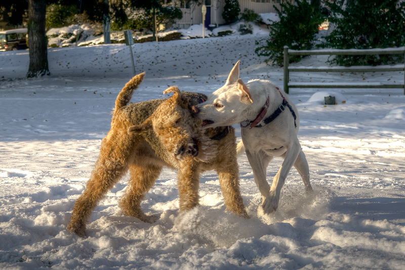 Juniper and Merle