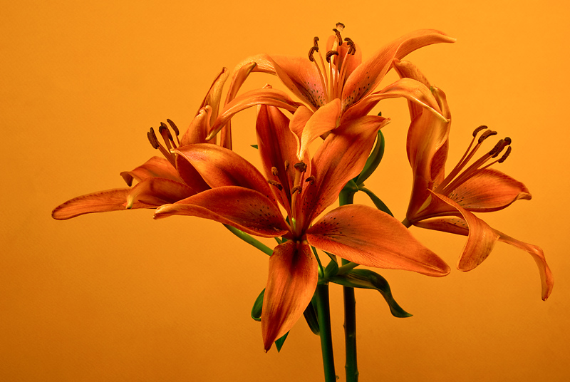 Four Lilies