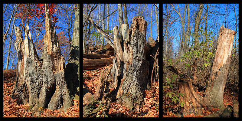 Beheaded trees