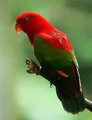 Red and Green