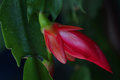 Christmas cactus blooming early