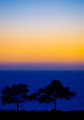 Torrey Pines at Sunset