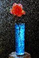 The Orange Rose in a Blue Vase 