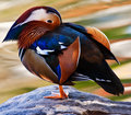 Mandarin Duck (Blue/Orange)