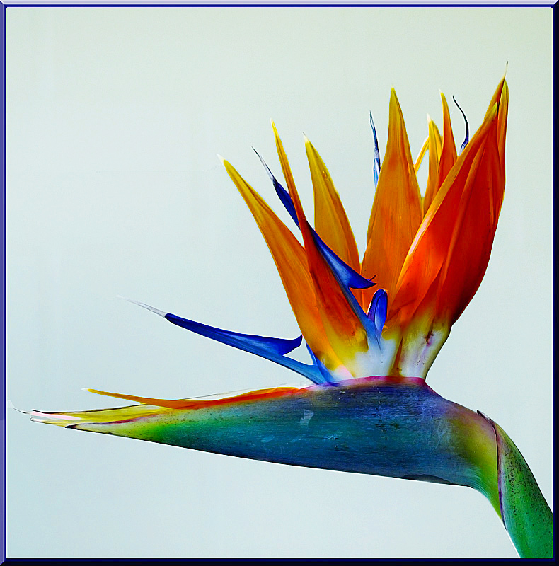 Bird of Paradise