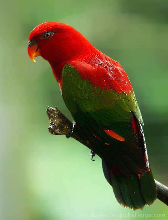 Red and Green