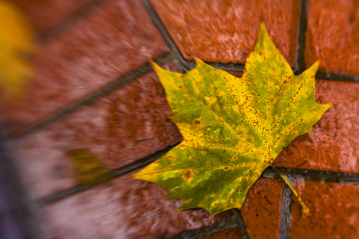 Fall on the Bricks