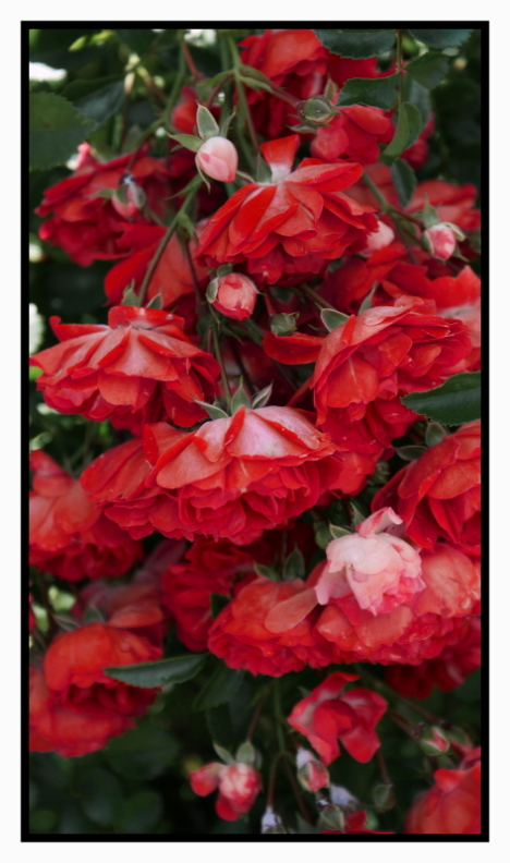 Green & Red - Roses